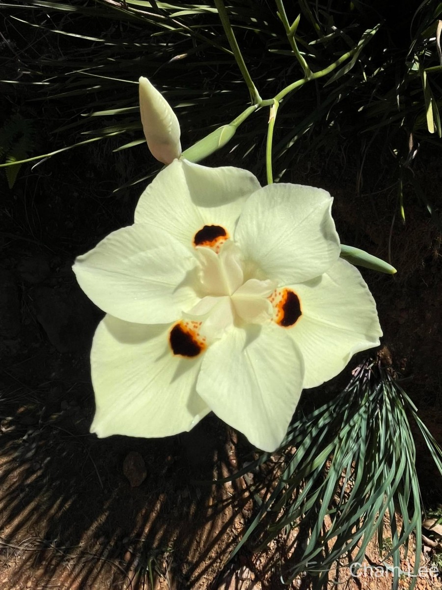 Dietes bicolor (Steud.) Sweet ex Klatt